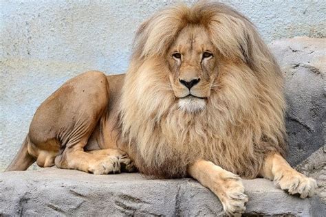 Leon the Lion Shows Off His Perfectly Styled Bouffant Locks As His Mane ...