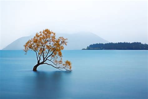 That Wanaka Tree, New Zealand