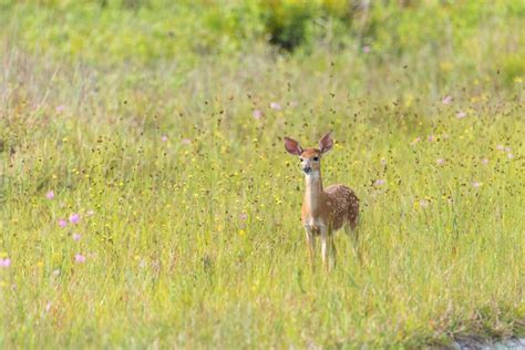 White Tailed Deer Fawn Playing in the Tall Grass Stock Image - Image of fawn, white: 278251597