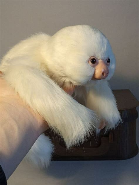 Albino sloth by Olena Batii | Tedsby