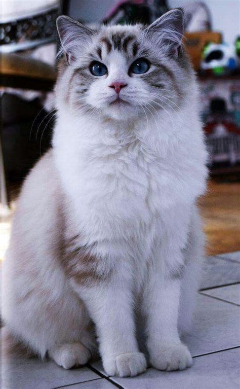 Pin by J Carr on КОТИКИ... | Ragdoll cat breed, Pretty cats, Ragdoll kitten