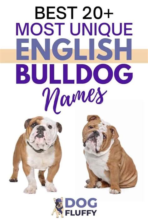 Best-20-Most-Unique-English-Bulldog-Names-PIN - Dog Fluffy