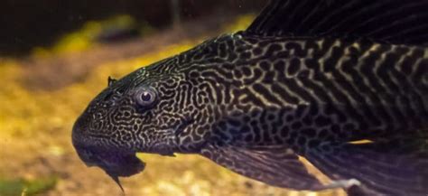 Pleco Fish (Plecostomus) - Facts And Care Guide