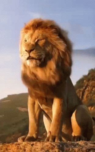 Lion King Lion GIF - Lion King Lion Animal - Discover & Share GIFs ...