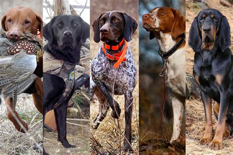 10 Best Hunting Dog Breeds 2017 – Alpha Dog Nutrition