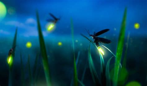 Synthetic firefly's glow lights new path to disease detection