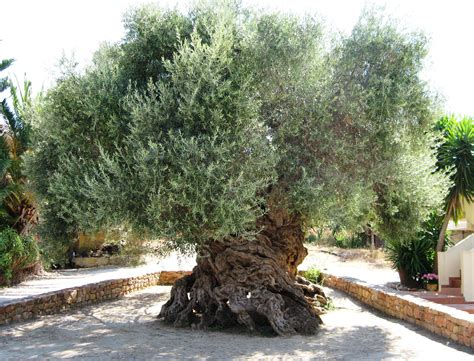 2,000 year old Olive tree in Greece. : r/BeAmazed