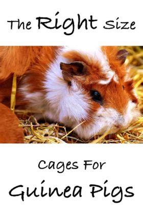 Guinea Pig Cage Size Guide - The Best Indoor Guinea Pig Cages