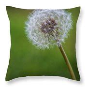 Dandelion Seed Head - Puff Ball Close-up Photograph by Bob Decker - Fine Art America