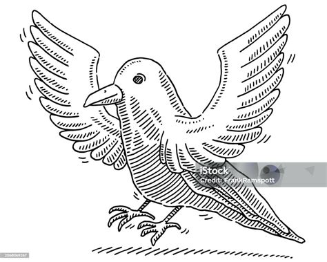 Carrion Crow Cartoon Bird Drawing Stock Illustration - Download Image ...