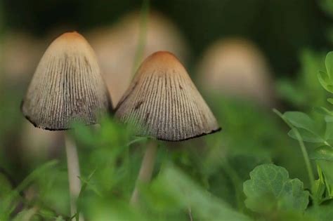 6 Most Common Magic Mushroom | Psilocybe Species