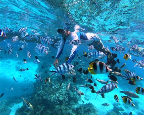 Bora Bora Snorkeling Lagoon Tours