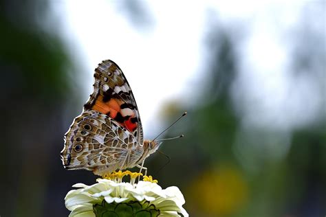 Butterfly Vanessa Cardui Peregrine - Free photo on Pixabay - Pixabay