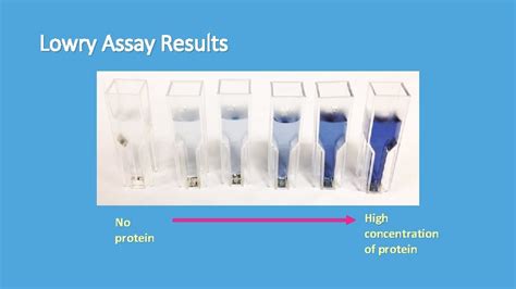 Lowry Assay Determination of Protein Concentration of a