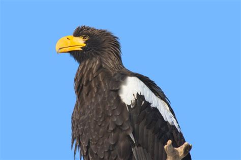 National Aviary Continues Search for Escaped Eagle Named Kodiak