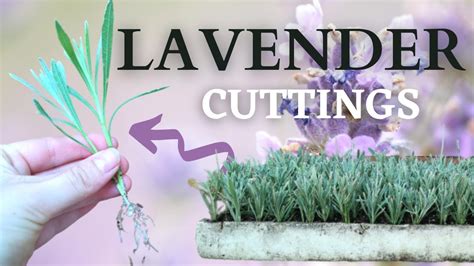 How to Propagate and Grow LAVENDER from CUTTINGS - YouTube