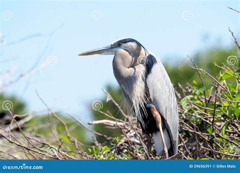 Great Blue Heron Breeding Plumage Stock Image - Image of animals ...