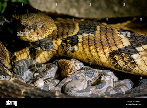 Baby rattlesnake hi-res stock photography and images - Alamy