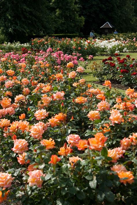 June’s Most Beautiful Rose Gardens | London Royal Parks | BeautifulNow