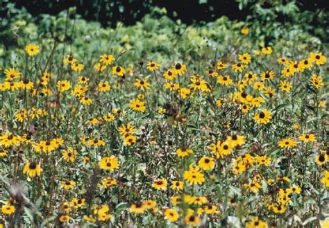 Alabama wildflowers | Flowers | Pinterest