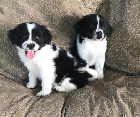 Border Collie Puppies For Sale | Pennsylvania Avenue, NY #233356