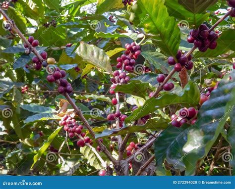 Ripe Coffee Berries on a Bush Stock Photo - Image of plant, leaf: 272294020