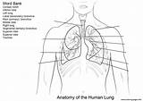 Human Lungs Coloring Pages sketch template