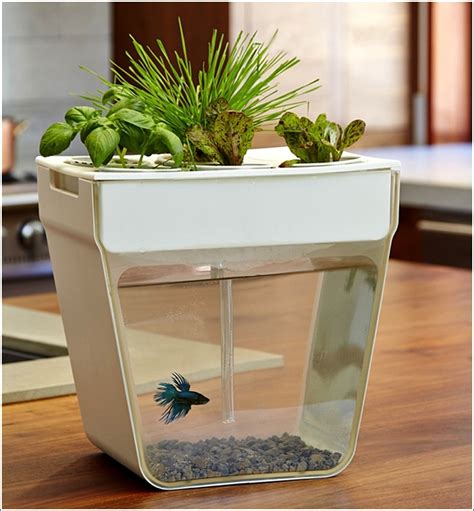 Aquaponic Self-Cleaning Aquarium with a Mini Garden!