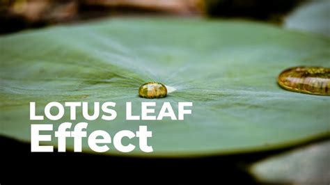 Lotus Leaf Effect| Biology For Engineers(21BE45)| SVCE Bengaluru - YouTube