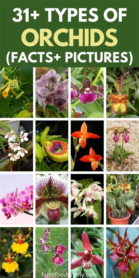 Types Of Orchids: 47 Different Orchid Varieties With Names, 44% OFF