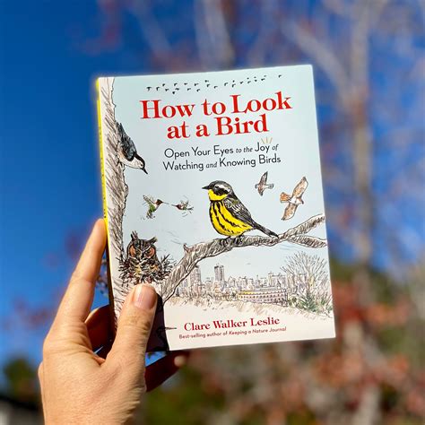 Observing at Feeders: Birdwatching for Beginners | Hachette Book Group