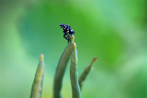 Crow's Nest: They're here! (spotted lanternfly larvae) - Natural Lands