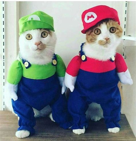 Mario And Luigi Cat Costumes