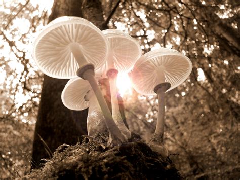 100+ Interesting Mushrooms Photos · Pexels · Free Stock Photos