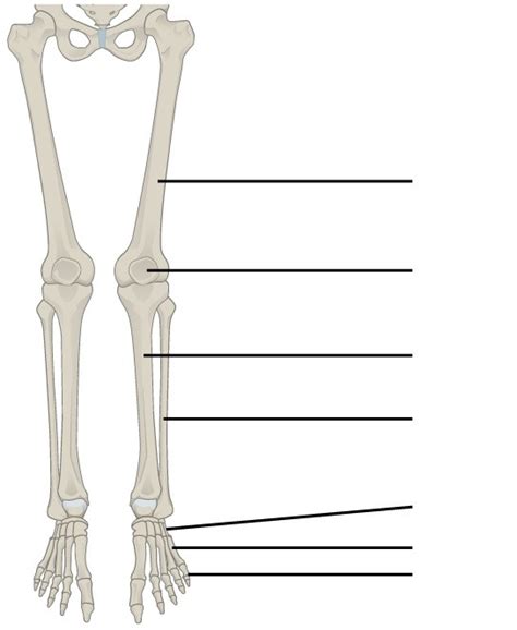 Lower Limb Bone Diagram Diagram | Quizlet