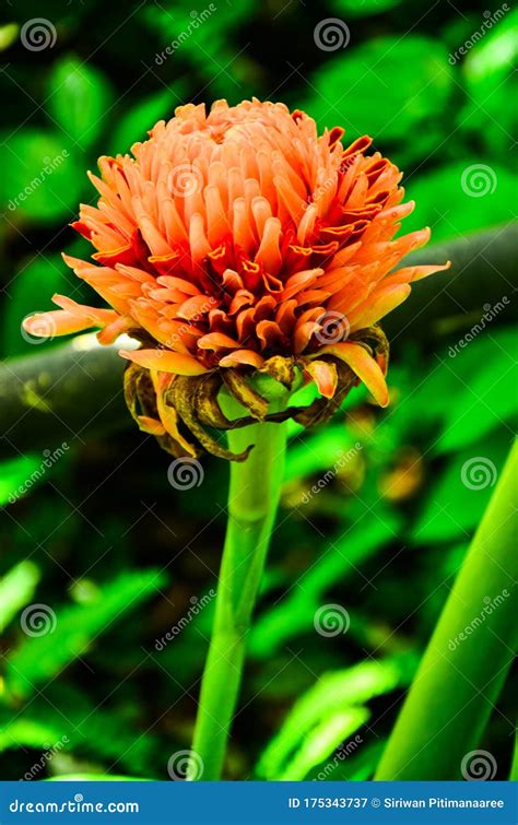 Torch Ginger Flowers stock image. Image of plant, flora - 175343737