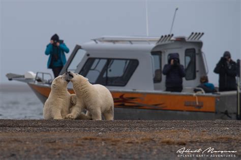 Alaska Polar Bear Viewing Tour, Kaktovik Alaska — Planet Earth Adventures - Guided Tours ...