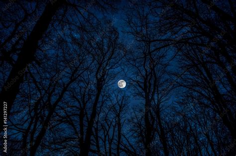 Beautiful landscape of dark night forest against full moon, Full moon view from tree branches ...