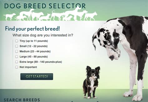 8 Dog Breed Selector Tools For Find Your Perfect Dog!