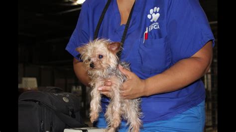 66 dogs rescued from 'deplorable' conditions in Montgomery Co. - ABC13 Houston