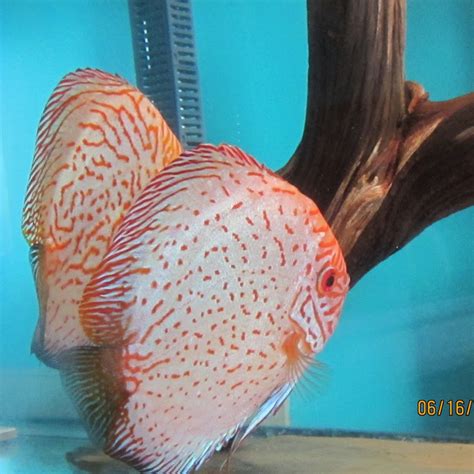 Breeding Aquarium Fish - YouTube