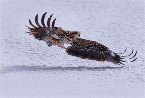 Exotic Winter Birds In Flight - Blain Harasymiw Photography