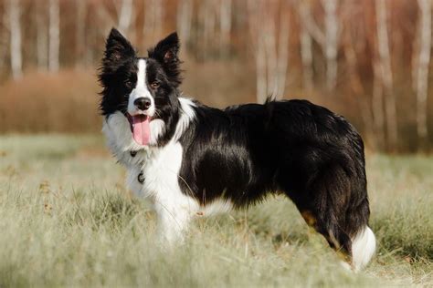 Border Collie - Inteligentny, Energetyczny i Lojalny Pies