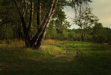 Forest Landscape Free Stock Photo - Public Domain Pictures