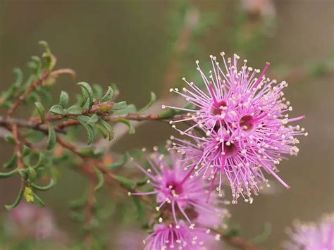 Kunzea (Kunzea) – A to Z Flowers