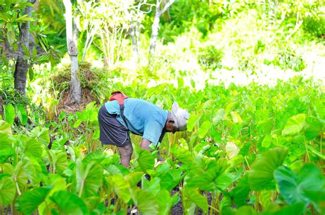 Organic Farm and Cooking Class Experiences in Hanoi - Book Online - Cookly