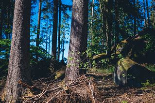 Natural recovery | In the bavarian forest | Dr. Matthias Ripp | Flickr