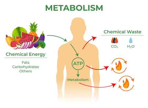 What is Metabolism? - Definition, Types, Process, FAQs - GeeksforGeeks