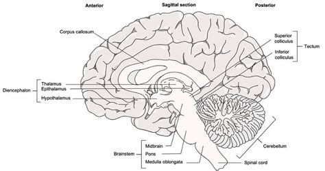 Figure 12.4.1: Midsagittal Section of the Brain | The dience… | Flickr