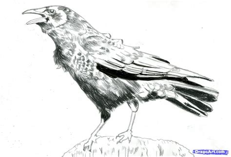 Crow Drawing Sketch | How to Draw a Realistic Crow, Draw Crows ...